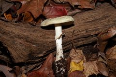 Amanita citrina