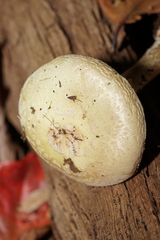 Amanita citrina