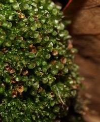 Tetraphis pellucida