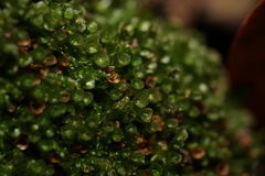 Tetraphis pellucida
