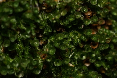 Tetraphis pellucida