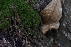 Tetraphis pellucida