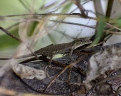 Anolis pumilus