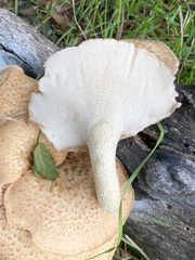 Polyporus mcmurphyi