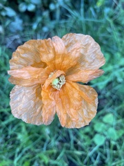 Papaver atlanticum