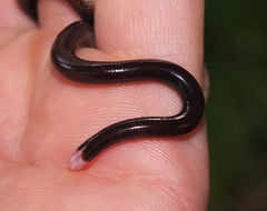 Typhlophis squamosus