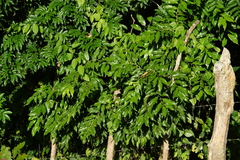 Casearia sylvestris