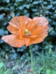 Papaver atlanticum