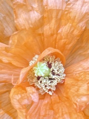 Papaver atlanticum