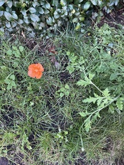 Papaver atlanticum