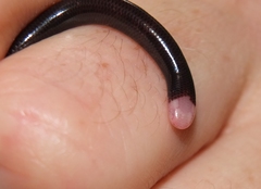 Typhlophis squamosus