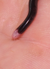 Typhlophis squamosus