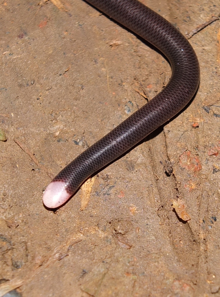 Trinidad Blind Snake
