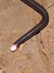 Typhlophis squamosus