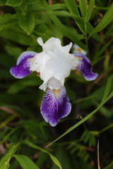 Iris × hybrida