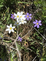 Sisyrinchium albidum
