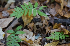 Woodwardia areolata