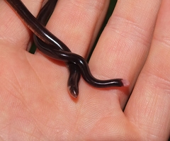 Typhlophis squamosus