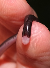 Typhlophis squamosus