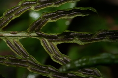 Woodwardia areolata