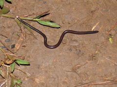 Typhlophis squamosus