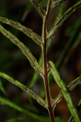 Woodwardia areolata