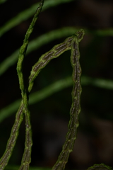 Woodwardia areolata