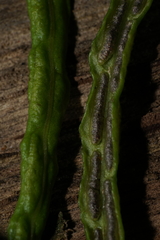 Woodwardia areolata