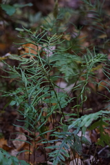 Woodwardia areolata