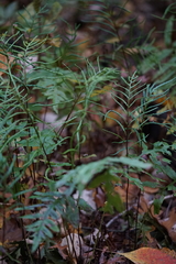 Woodwardia areolata