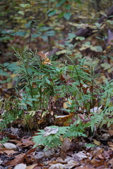 Woodwardia areolata