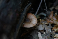 Agaricomycetes