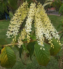 Ledenbergia seguierioides