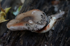 Agaricomycetes