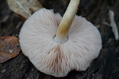Agaricomycetes