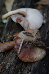Agaricomycetes