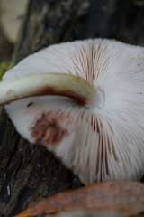 Agaricomycetes