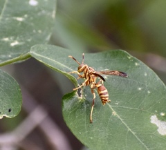 Polistes cubensis