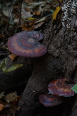 Ganoderma curtisii