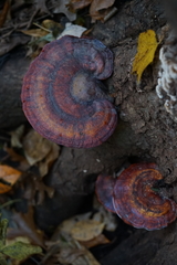 Ganoderma curtisii
