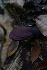Ganoderma curtisii