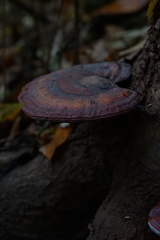 Ganoderma curtisii