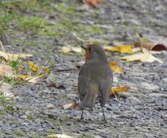 Erithacus rubecula