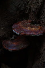 Ganoderma curtisii