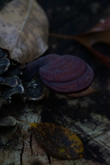 Ganoderma curtisii