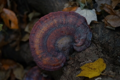 Ganoderma curtisii