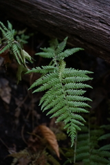Amauropelta noveboracensis
