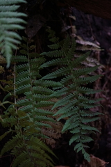 Amauropelta noveboracensis