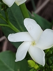 Tabernaemontana solanifolia
