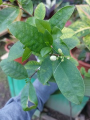 Wrightia antidysenterica